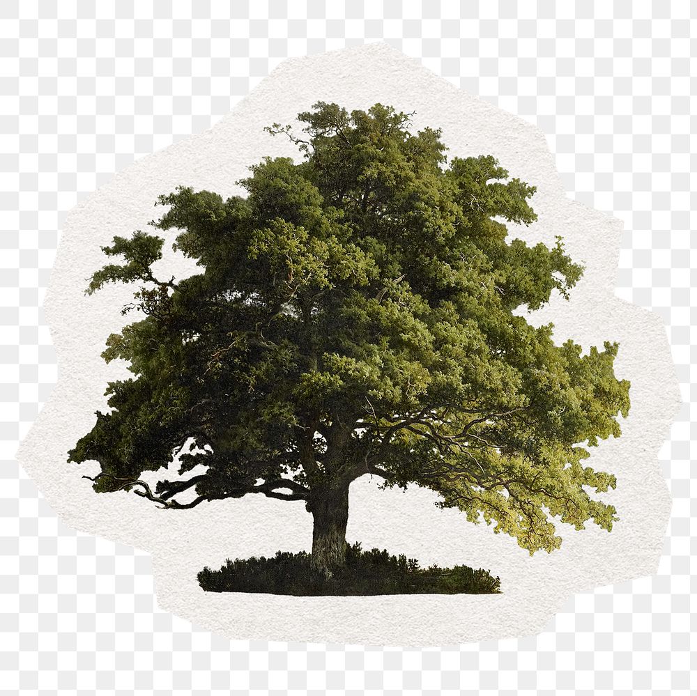 Big tree png digital sticker in transparent background