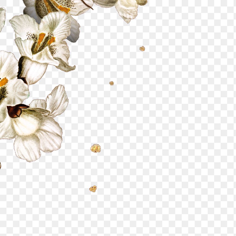 PNG white flower border sticker, vintage collage element, transparent background