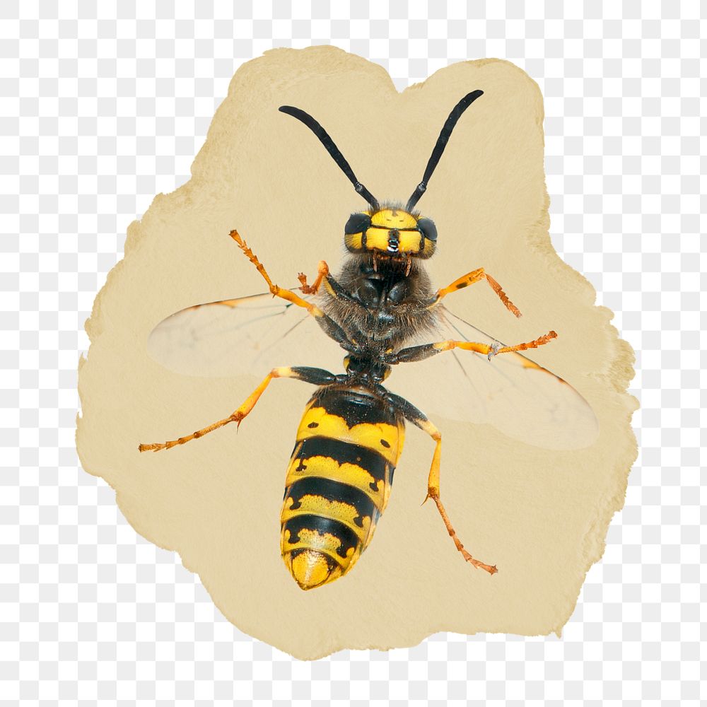 German wasp png sticker, ripped paper, transparent background