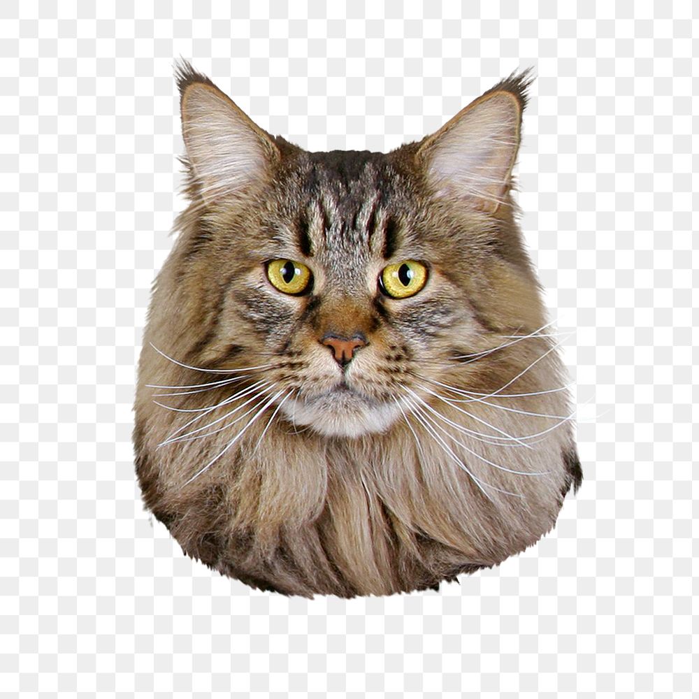 Maine Coon cat png sticker, pet animal cut out, transparent background