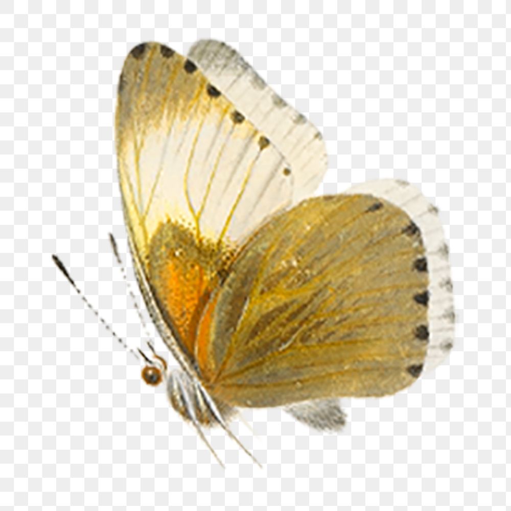 Aesthetic butterfly png sticker, transparent background