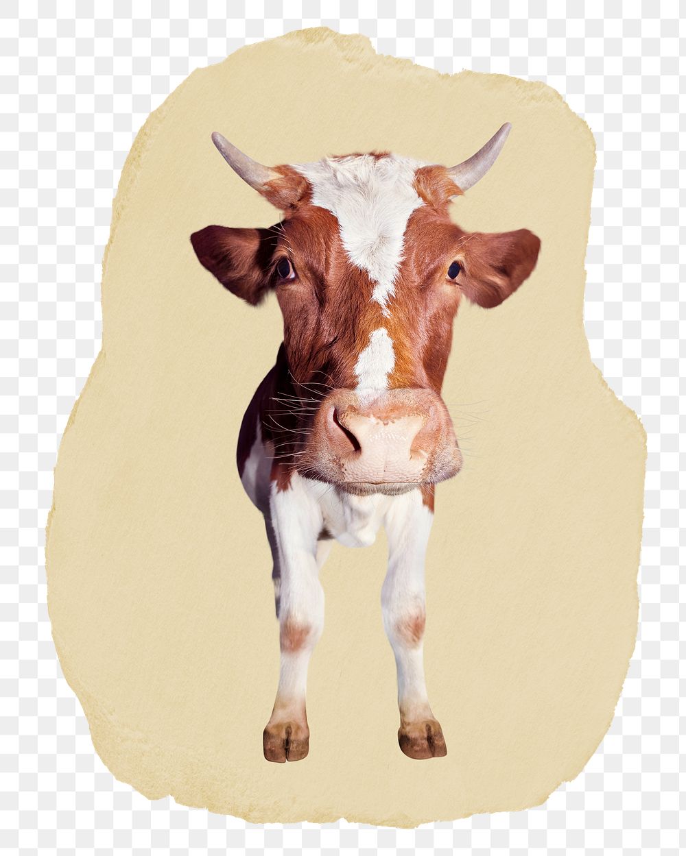Guernsey cattle png sticker, ripped paper, transparent background