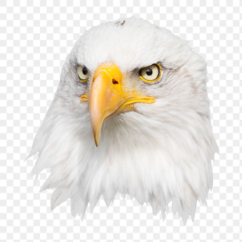Bald eagle png sticker, transparent background