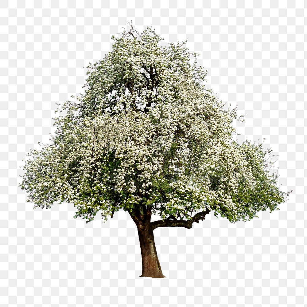 White lone tree png sticker, transparent background