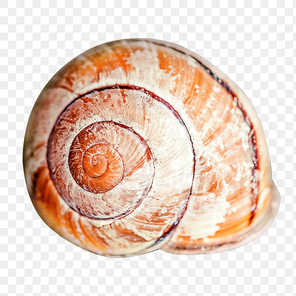 Snail shell png sticker, transparent background