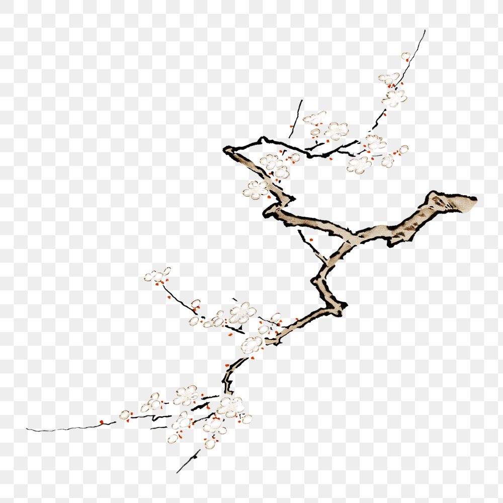 Japanese cherry blossom png on transparent background.    Remastered by rawpixel. 