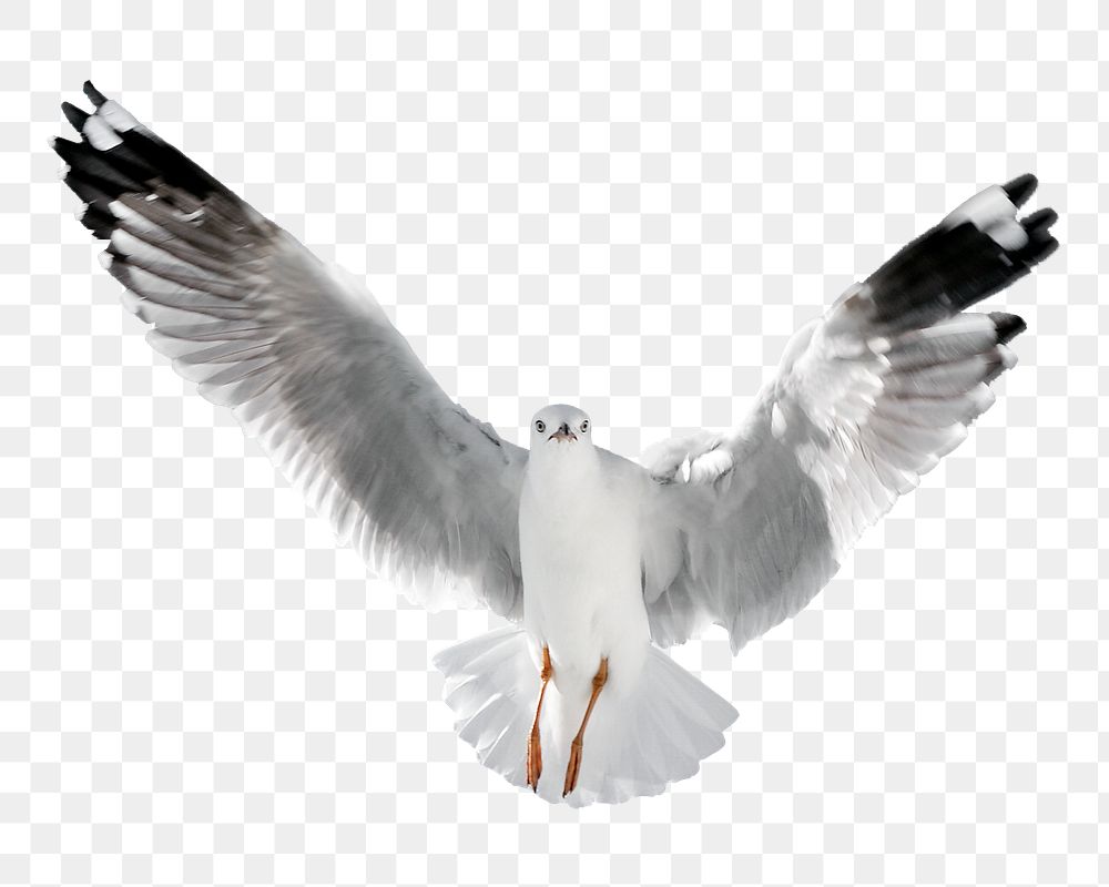 Flying dove png sticker, transparent background