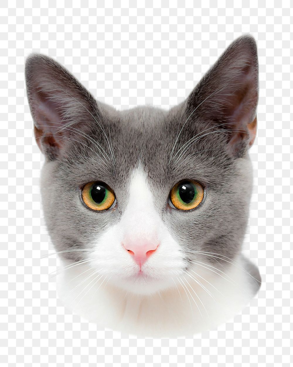 Cute cat png sticker, transparent background