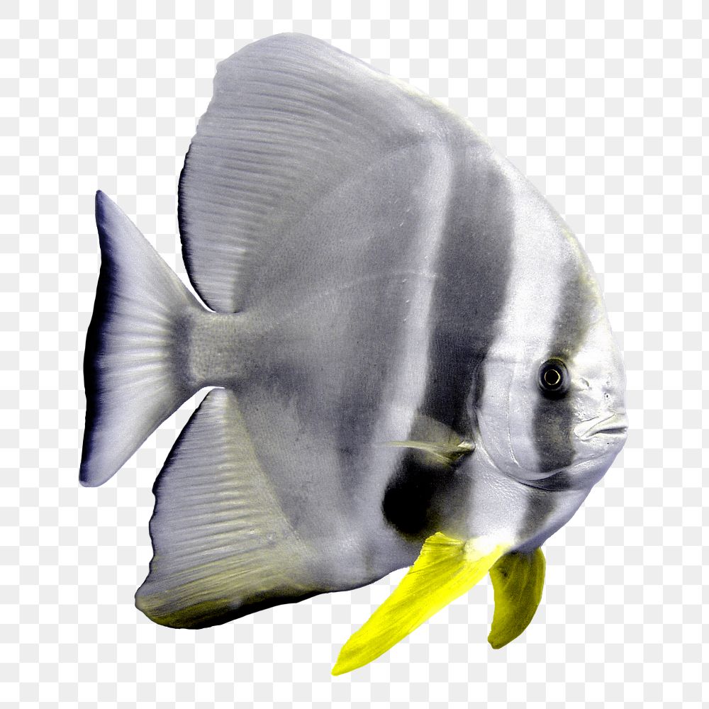 Angelfish png sticker, transparent background