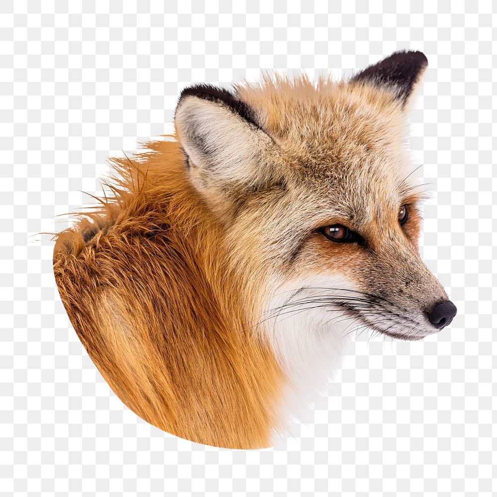 Red fox png animal  sticker, transparent background