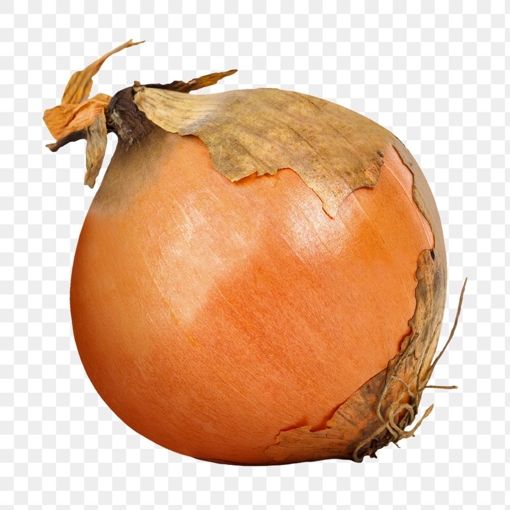 Fresh onion png sticker, transparent background 