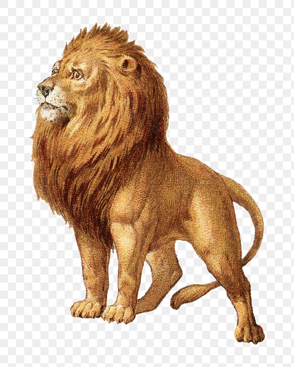 Aesthetic lion png on transparent background.  Remastered by rawpixel