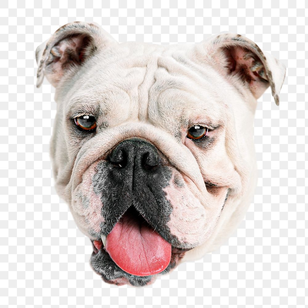 English bulldog png sticker, transparent background