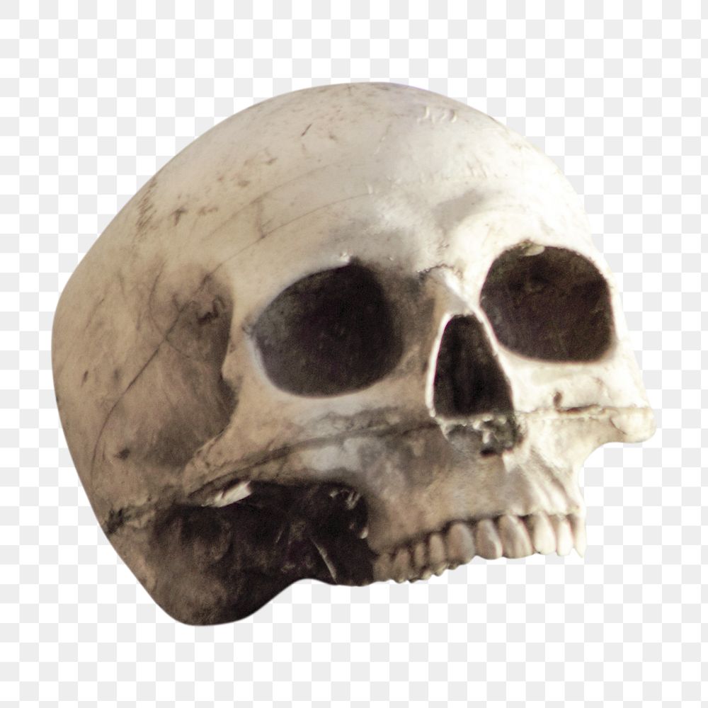 Skull png sticker, transparent background 