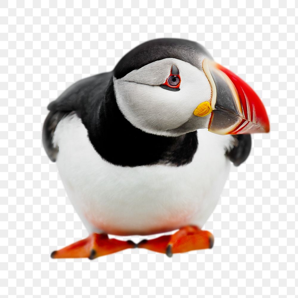 Goofy Puffin png sticker, transparent background
