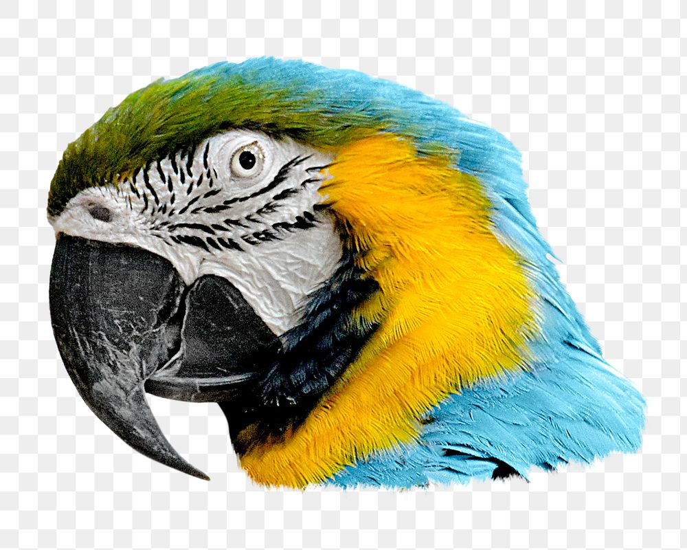 Blue-and-yellow Macaw bird png sticker, transparent background