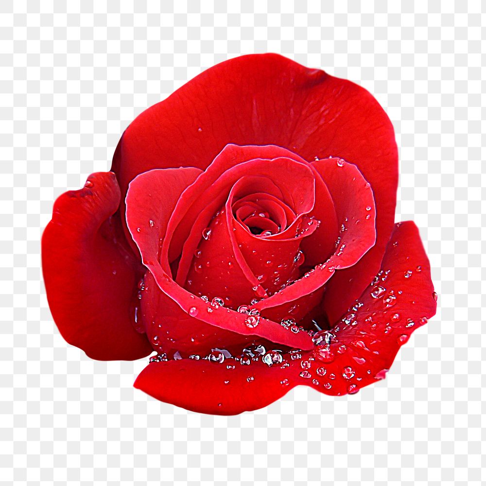 Red rose png sticker, transparent background