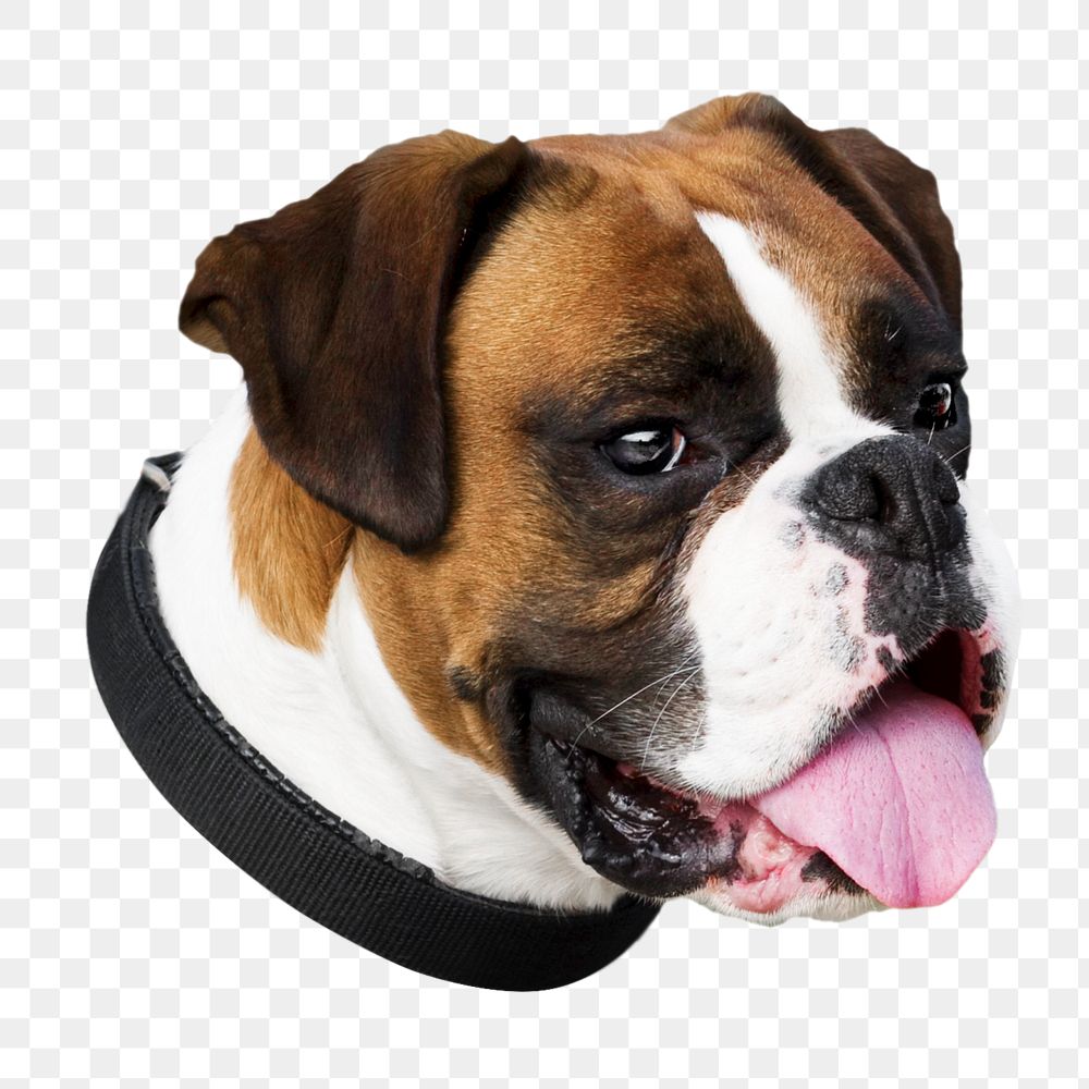 Png Boxer dog head sticker, transparent background