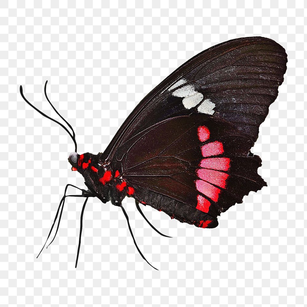 Butterfly png, transparent background