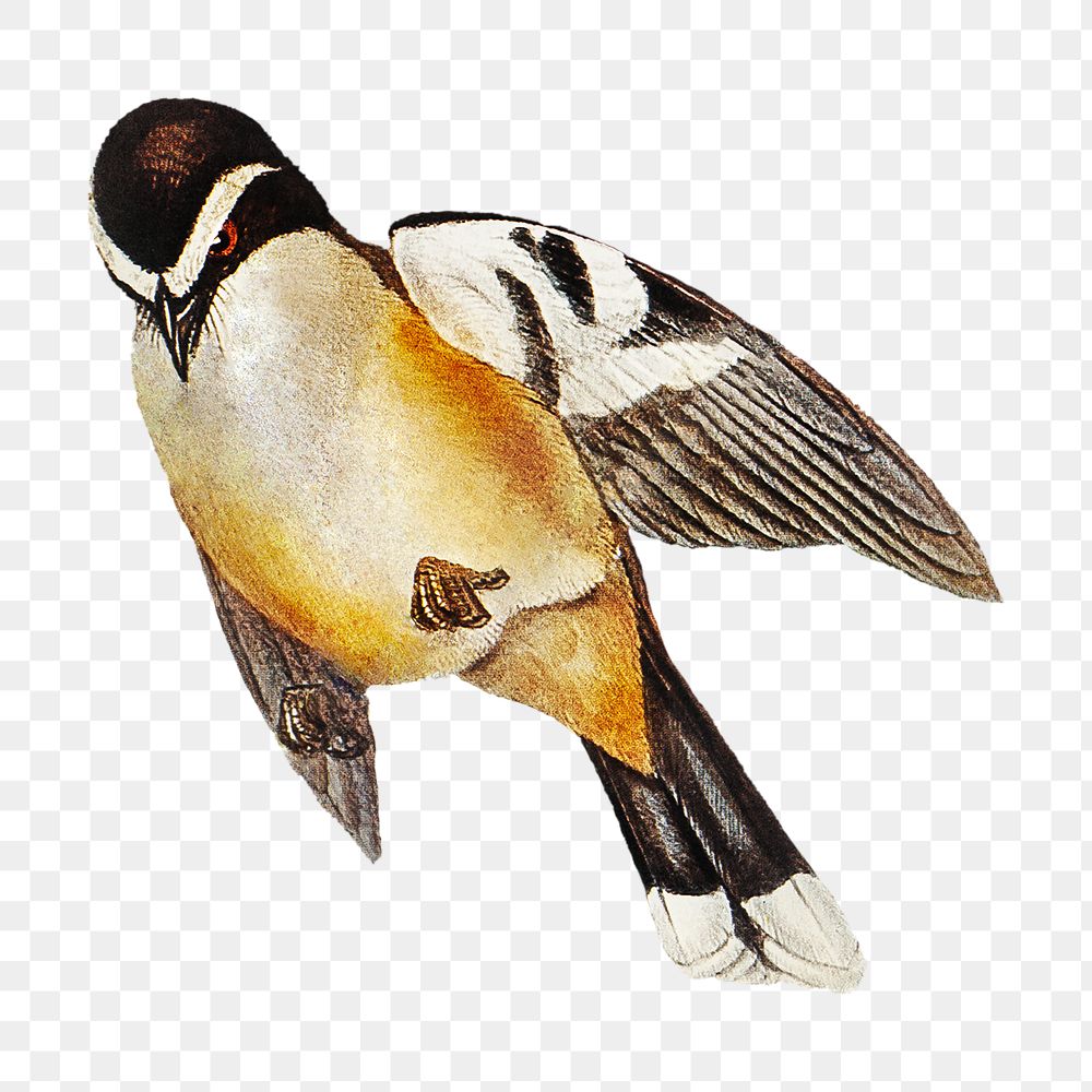 Buff-sided robin png bird sticker, transparent background