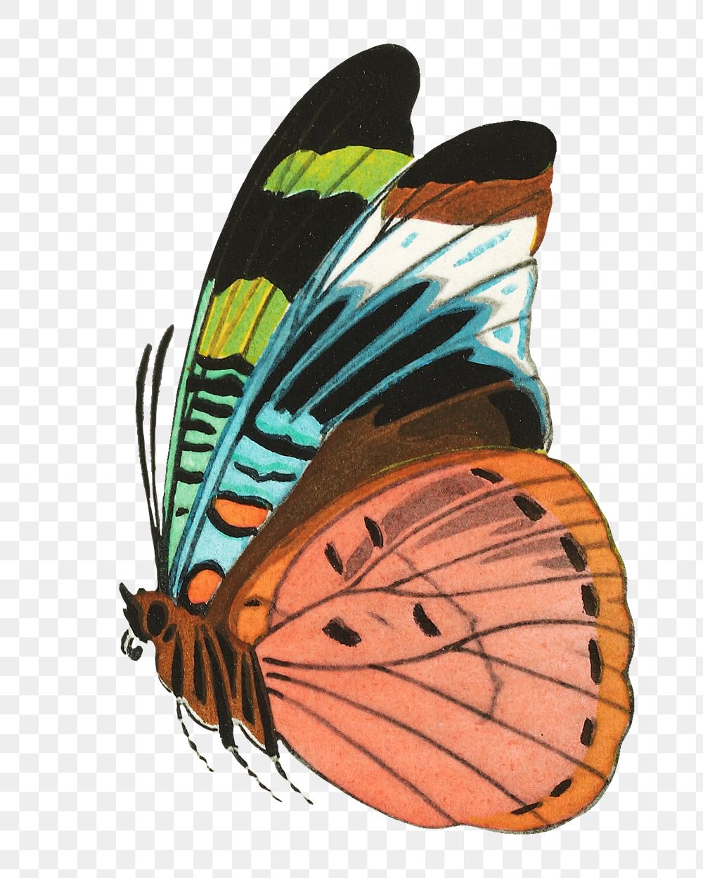 E.A. S&eacute;guy's butterfly png sticker, exotic insect on transparent background. Remixed by rawpixel
