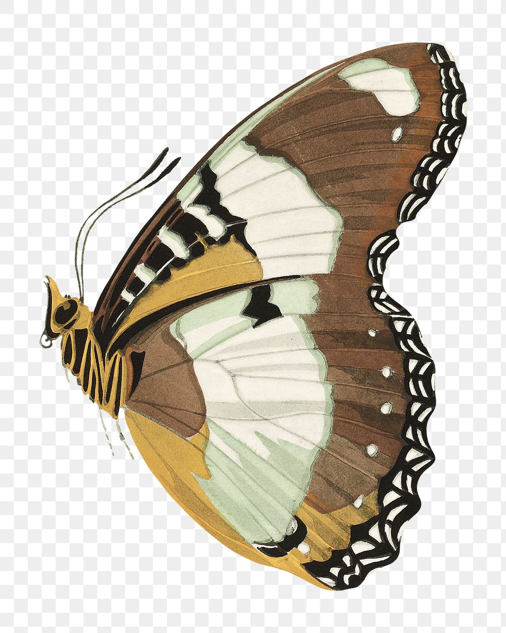 Art nouveau butterfly png sticker, vintage insect on transparent background. E.A. S&eacute;guy's artwork remixed by rawpixel