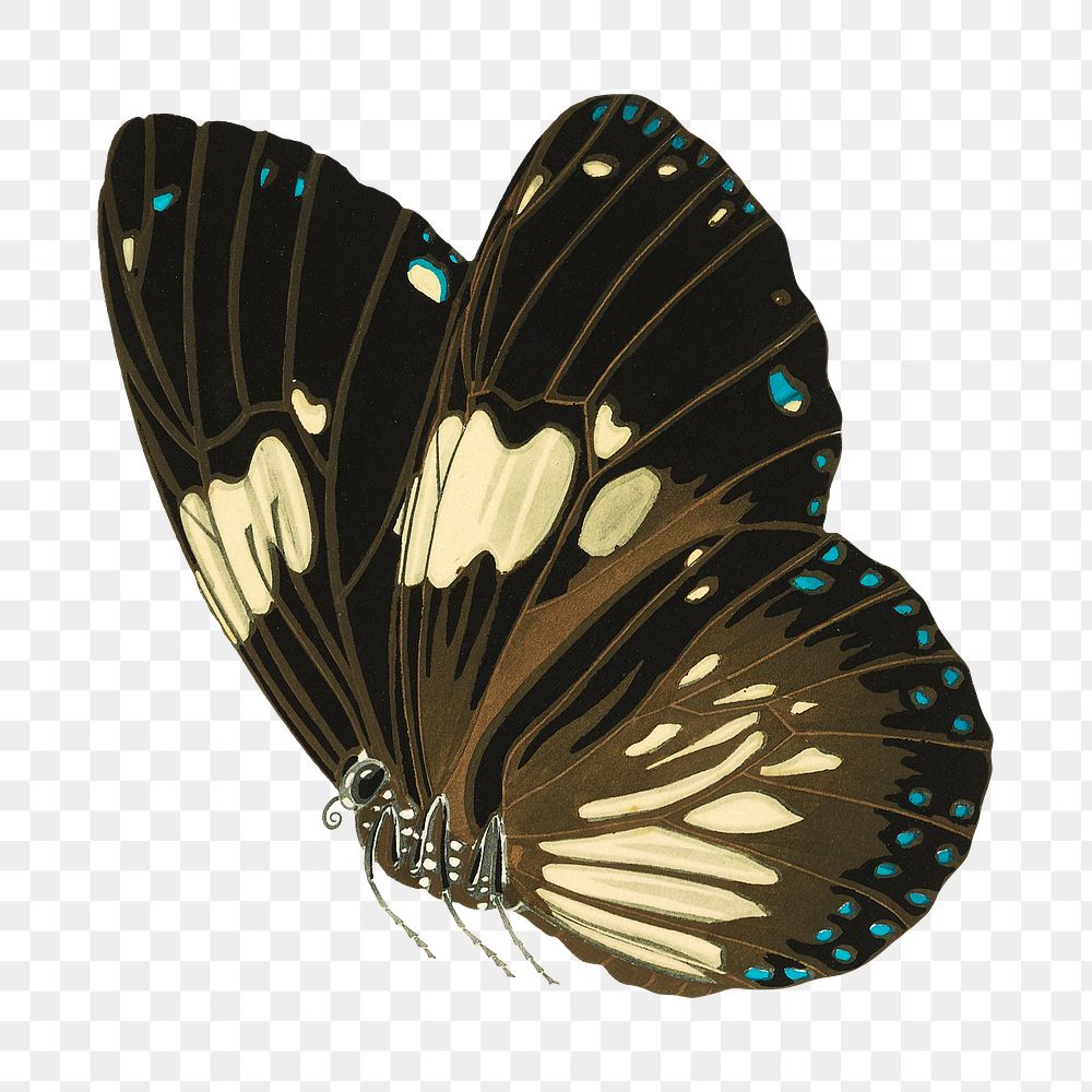 Vintage butterfly png sticker, brown insect on transparent background.  Remixed by rawpixel