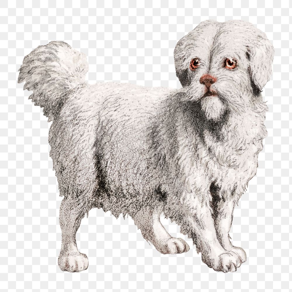 White Carnivora dog png sticker, or flesh-eating animals on transparent background.  Remastered by rawpixel