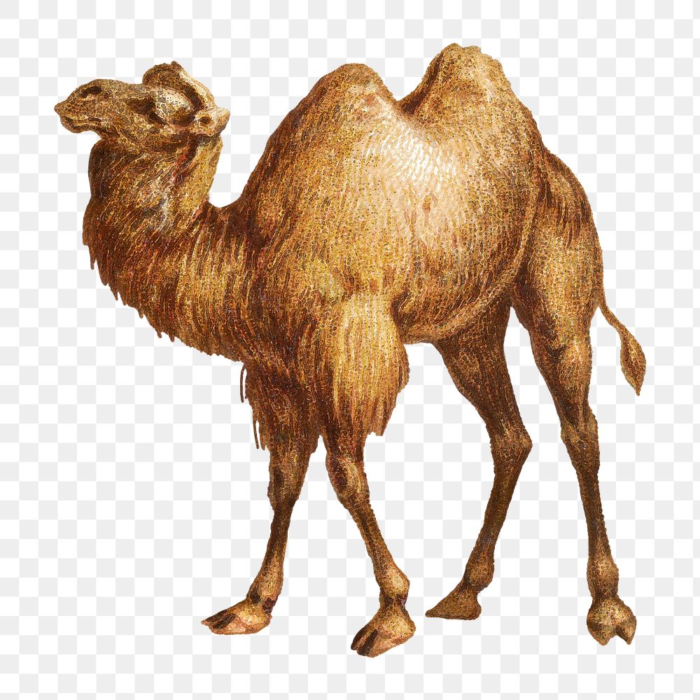 Camel png sticker, Egyptian animal on transparent background.  Remastered by rawpixel