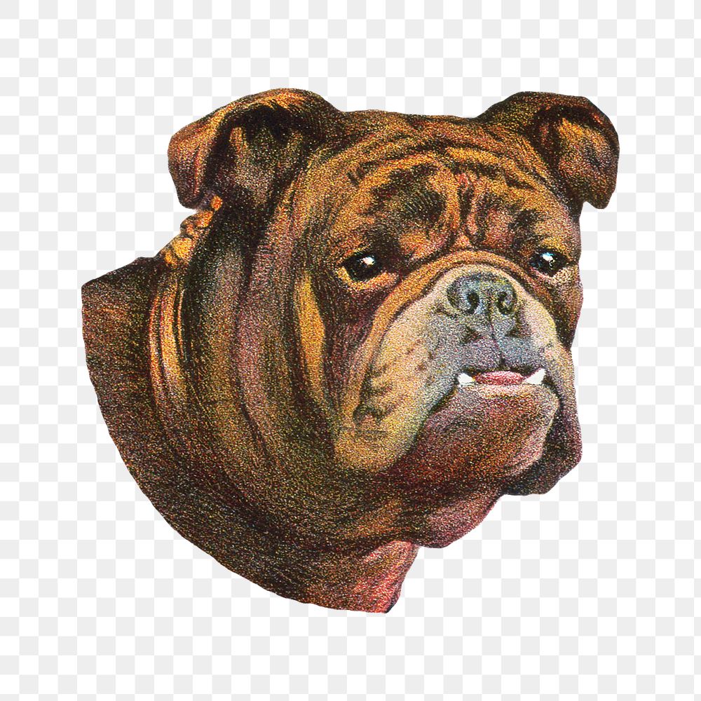 Old English Bulldog dog png sticker, vintage animal on transparent background.   Remixed by rawpixel.