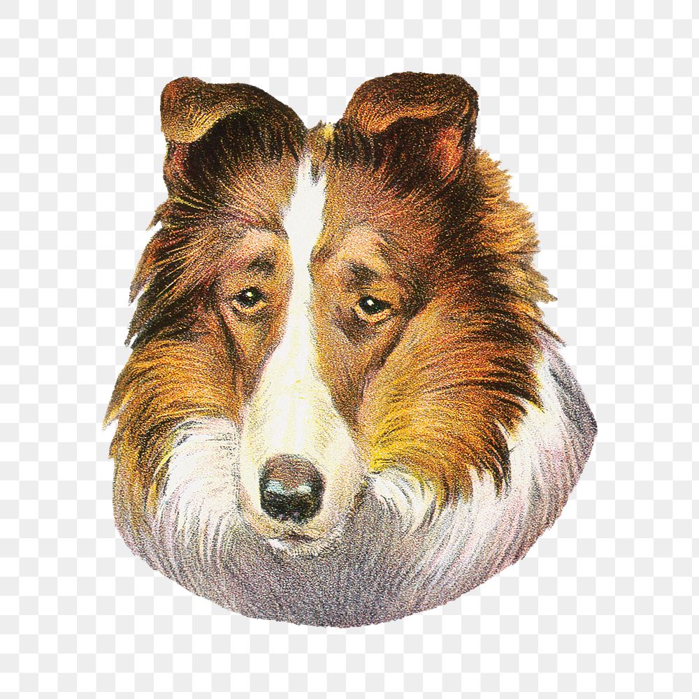 Sheltie dog png sticker, vintage animal on transparent background.   Remixed by rawpixel.