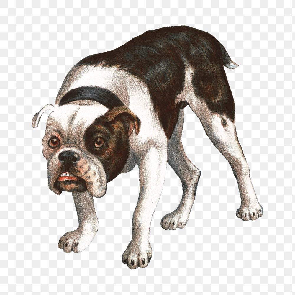 Vintage bulldog png sticker, animal on transparent background.   Remixed by rawpixel.