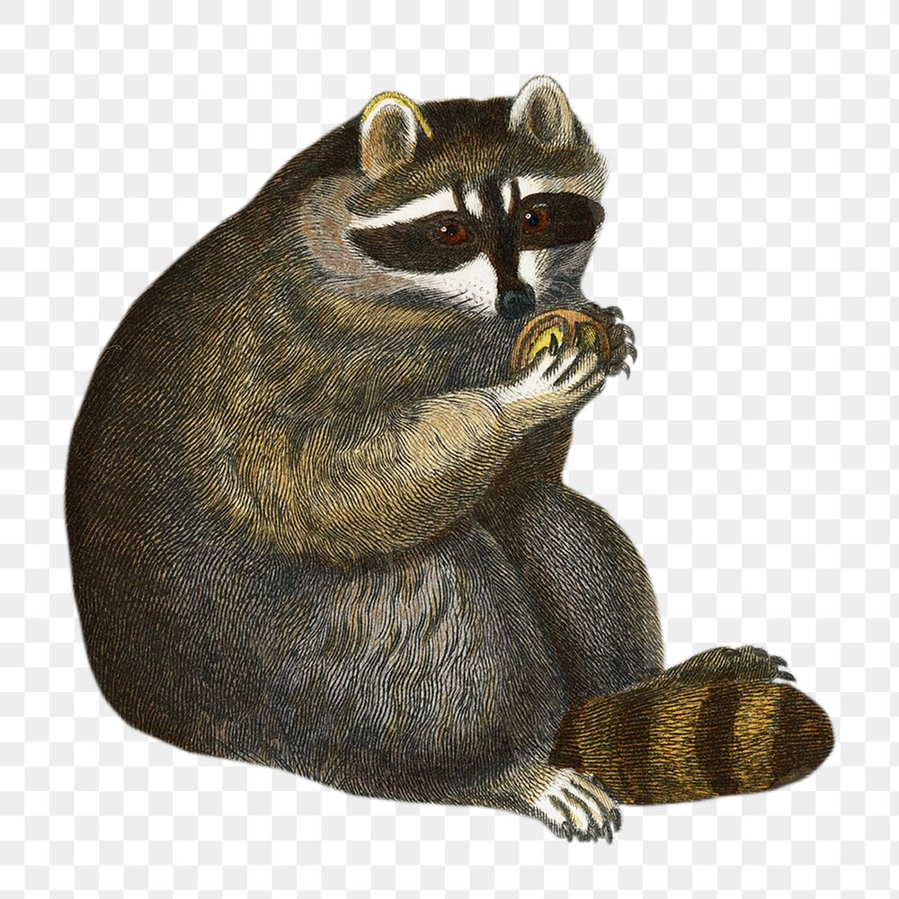 Raccoon png animal sticker, transparent background