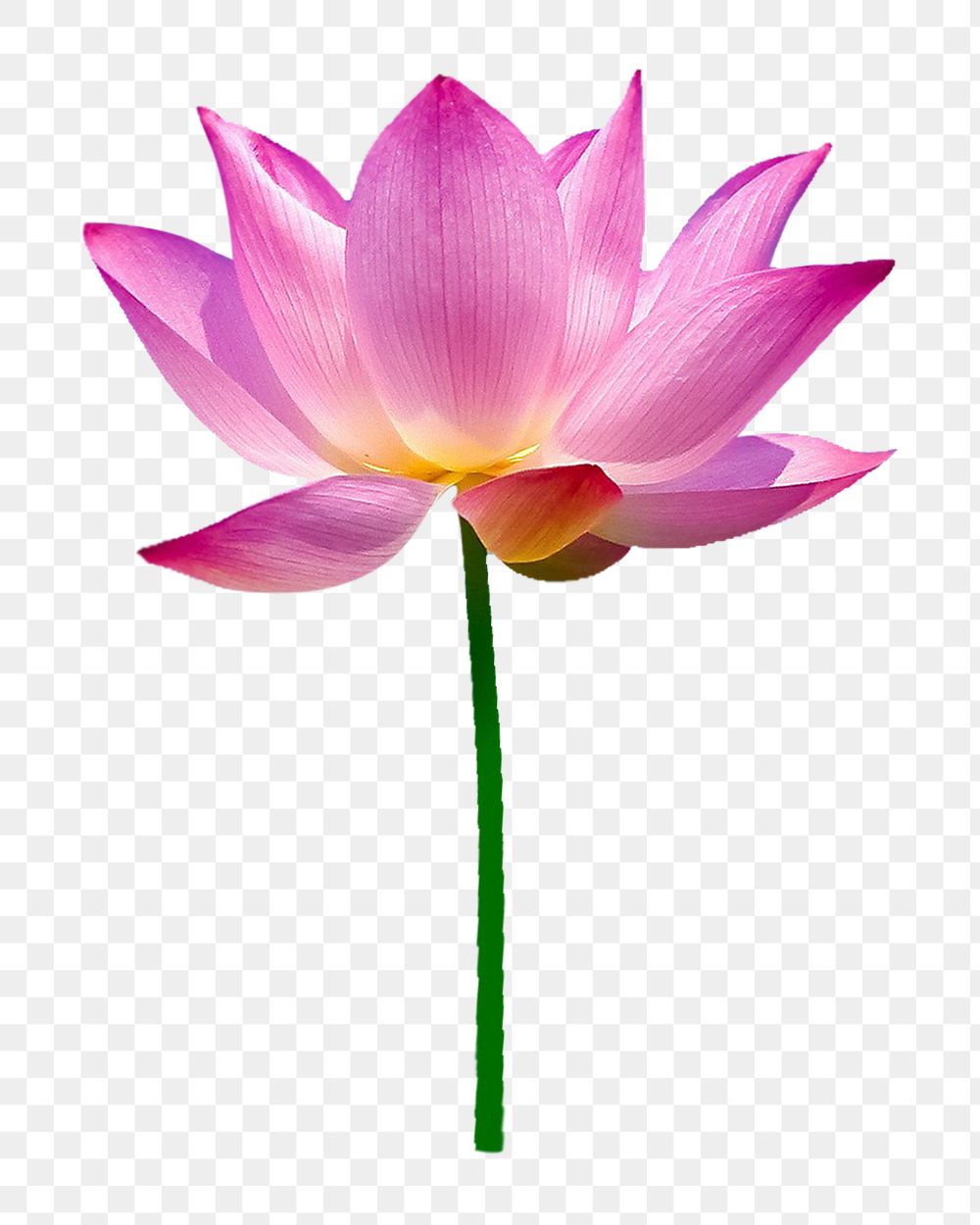 Pink lotus flower png sticker, transparent background