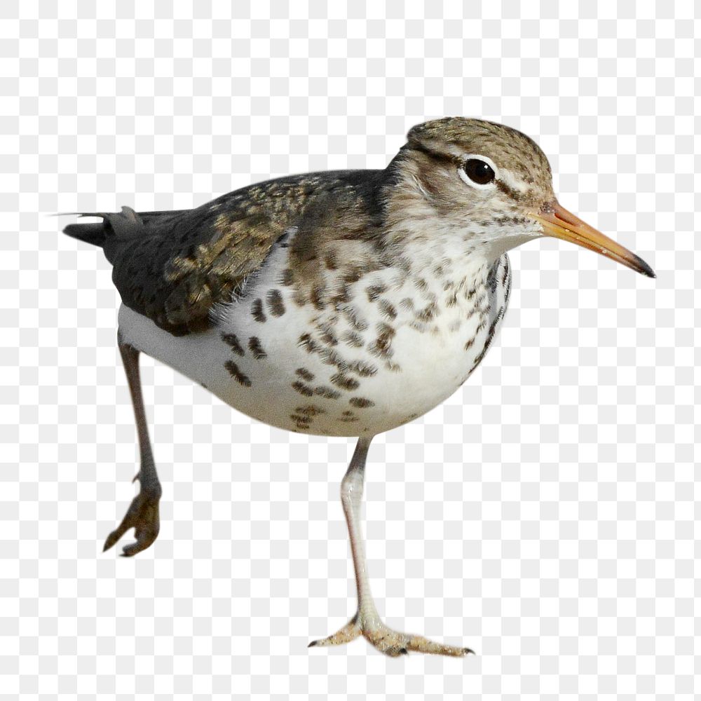 Sandpiper bird png animal sticker, transparent background