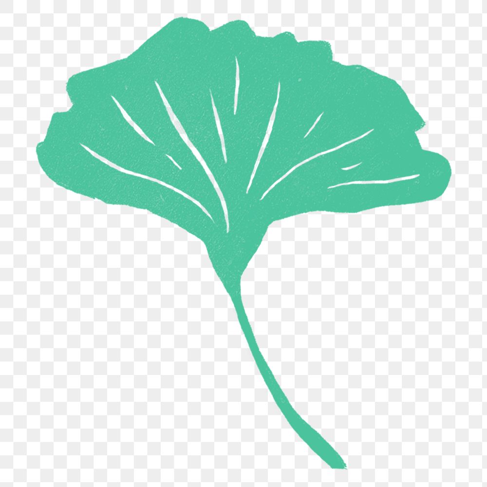 Green ginkgo leaf png illustration sticker, transparent background