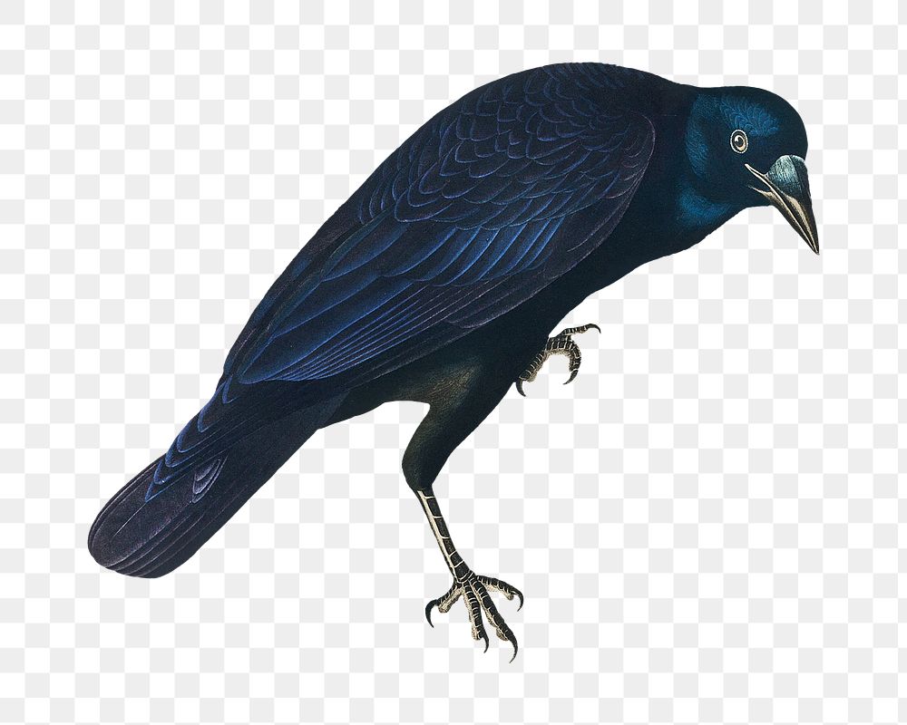 American crow png bird sticker, transparent background