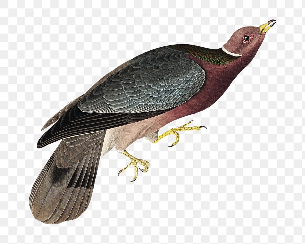 Band-tailed pigeon png bird sticker, transparent background