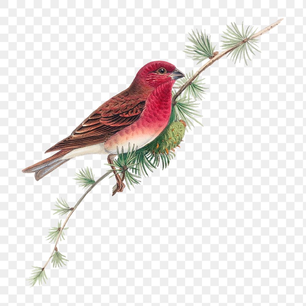 Common Rose Finch png bird sticker, vintage animal illustration, transparent background