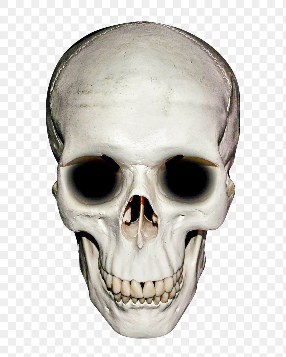 Skull png sticker, transparent background