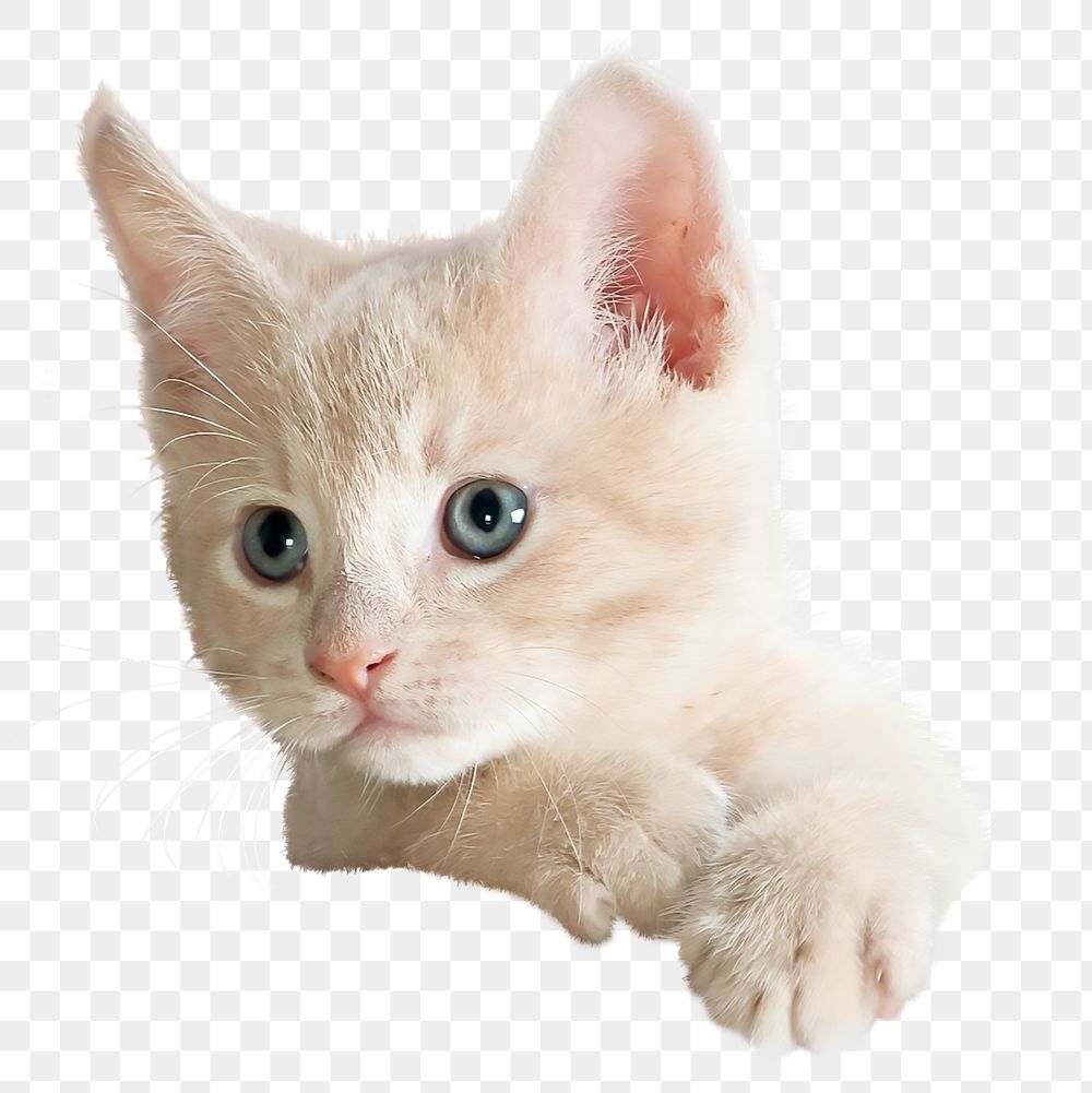 White kitten png sticker, animal image, transparent background