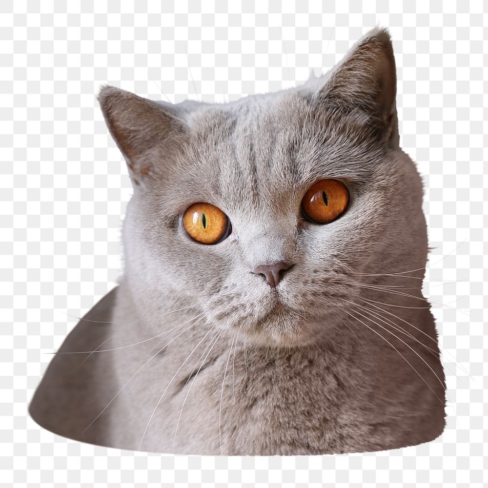 British shorthair cat png sticker, transparent background