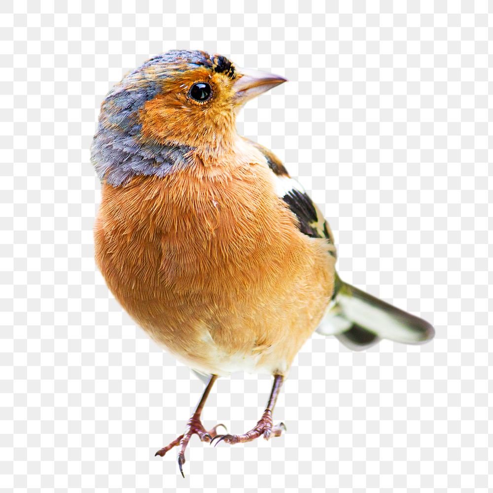Chaffinch bird png, transparent background