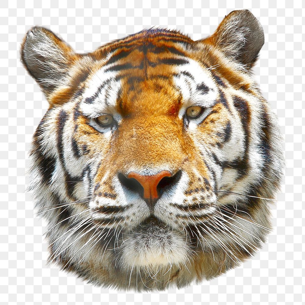 Tiger head png sticker, transparent background
