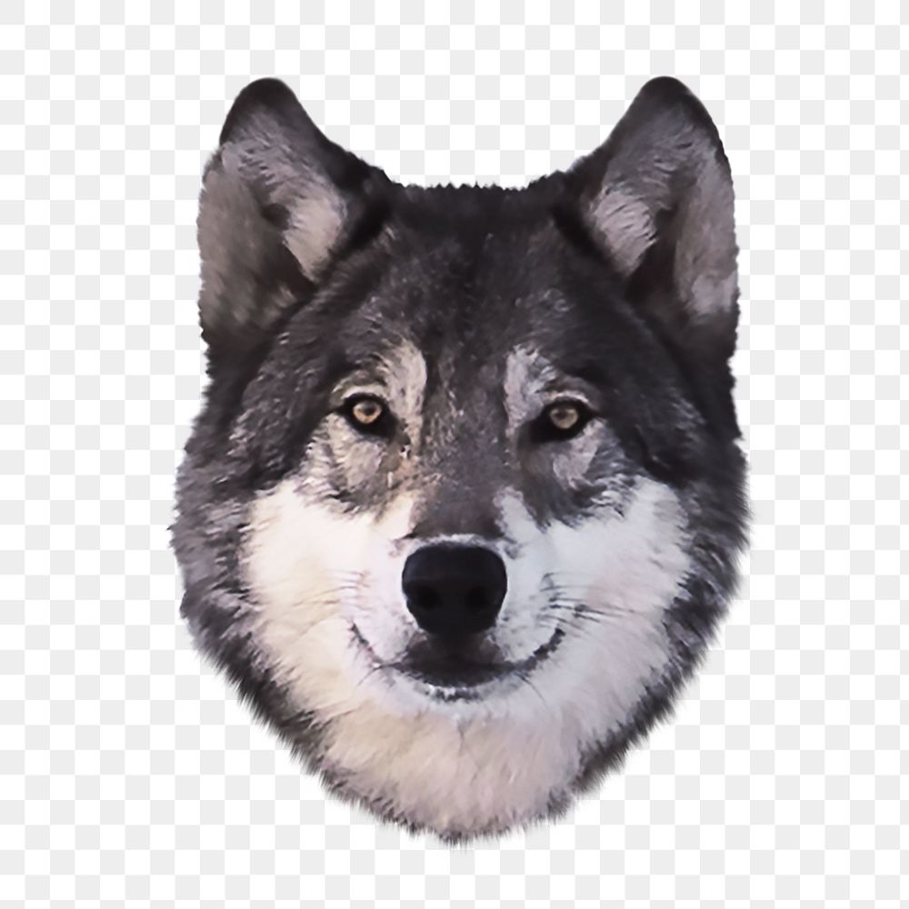 Wolf png animal, transparent background