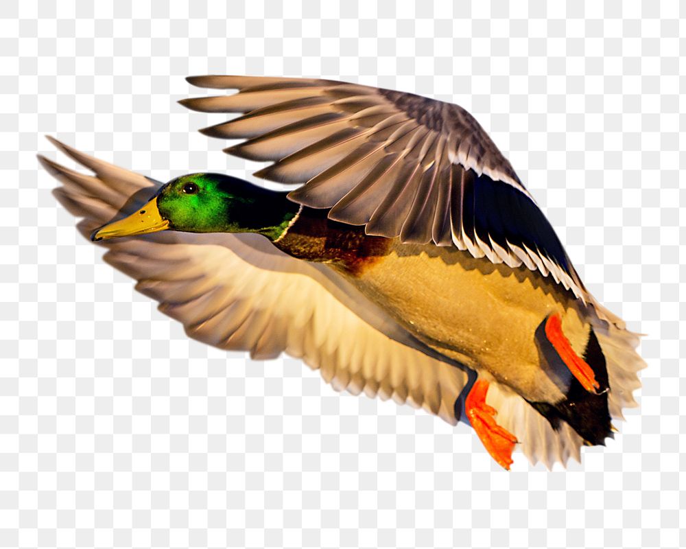 Mallard duck png, transparent background