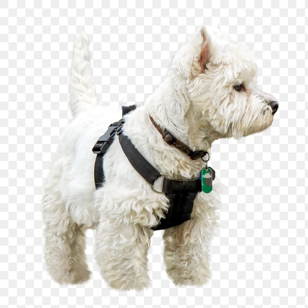 Png white dog with chest strap sticker, transparent background