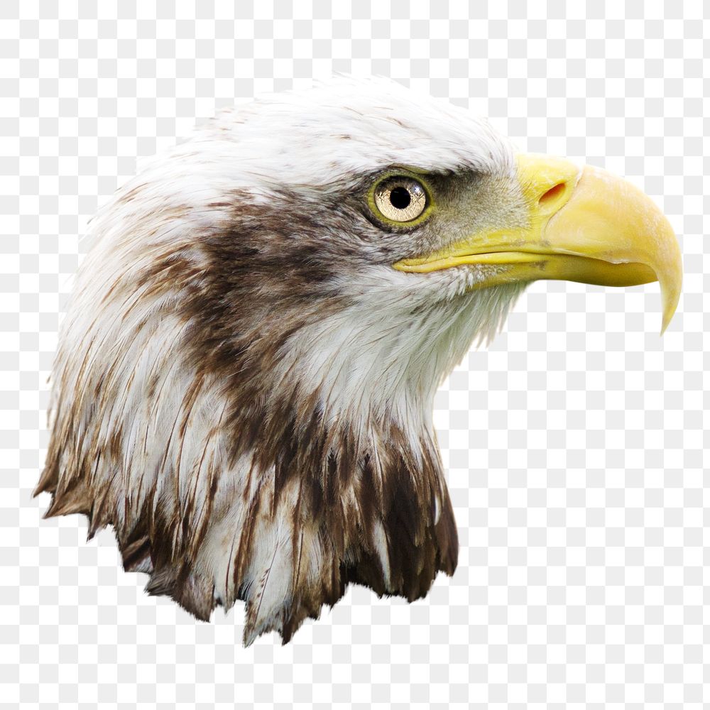 Bald eagle png sticker, animal transparent background