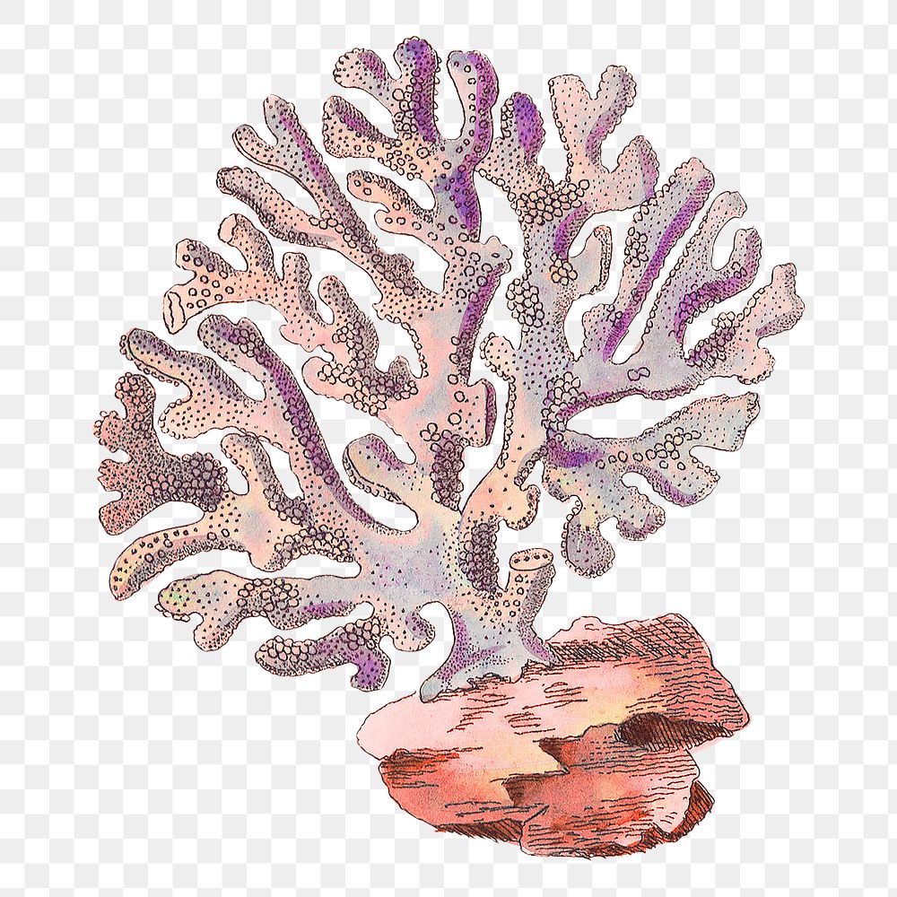 Coral illustration png sticker, transparent background