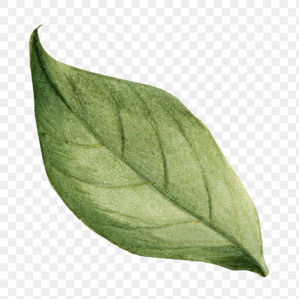 Stewartia green leaf png watercolor botanical sticker, transparent background